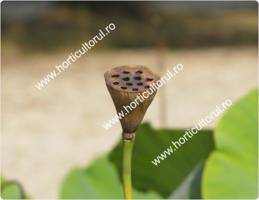 Nufarul-Lotusul (Nymphaea spp.): ingrijire, intretinere