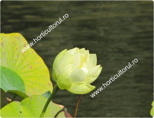 Nufarul-Lotusul (Nymphaea spp.): ingrijire, intretinere