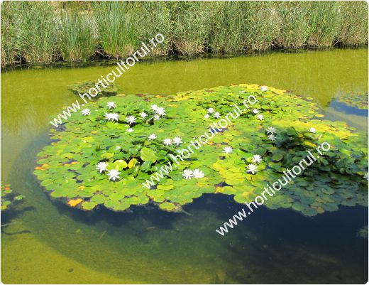 Nufarul-Lotusul (Nymphaea spp.): ingrijire, intretinere