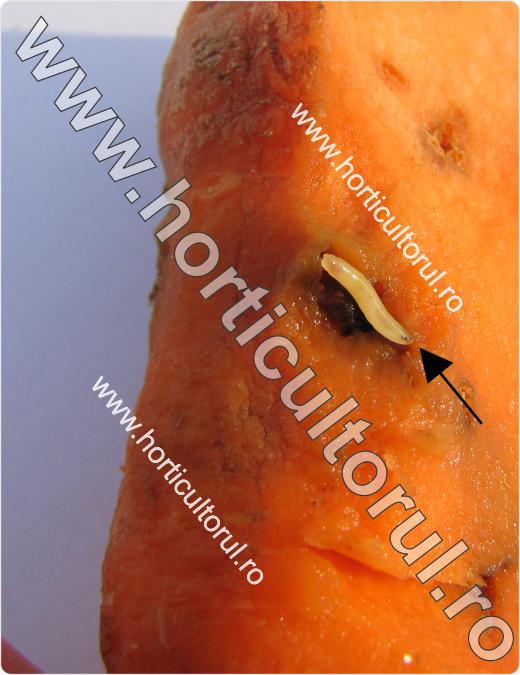 viermele morcovului-Psila rosae