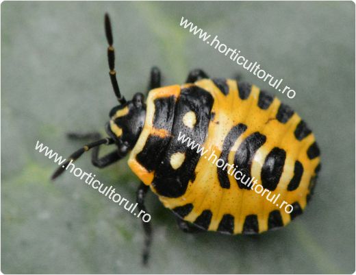 Eurydema oleraceum