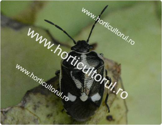 Eurydema oleraceum