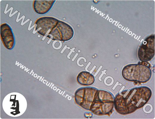 Patarea purpurie a cepei-Stemphylium vesicarium-conidia