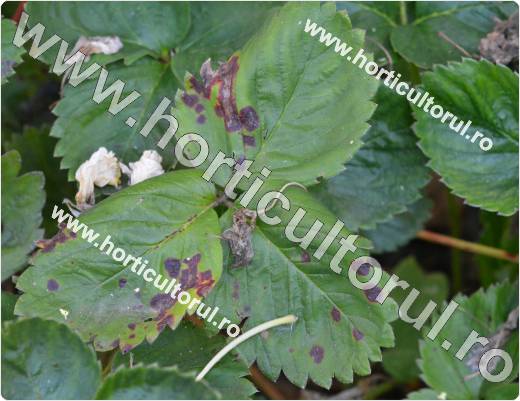 Fig. 1 Patarea purpurie-rosie la capsun (Diplocarpon earliana)