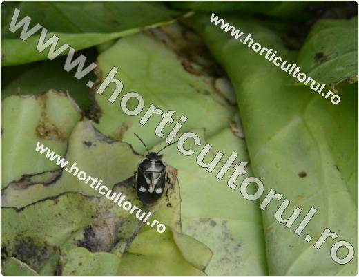 Eurydema oleraceum