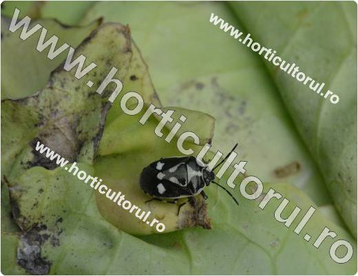 Eurydema oleraceum