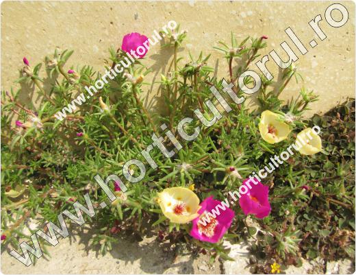 Flori de piatra (Portulaca grandiflora)