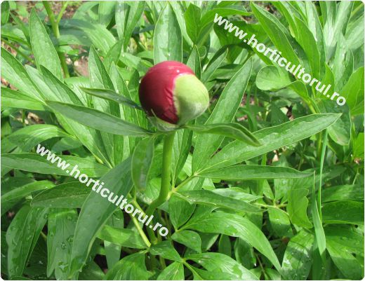 Bujorul (Paeonia officinalis)