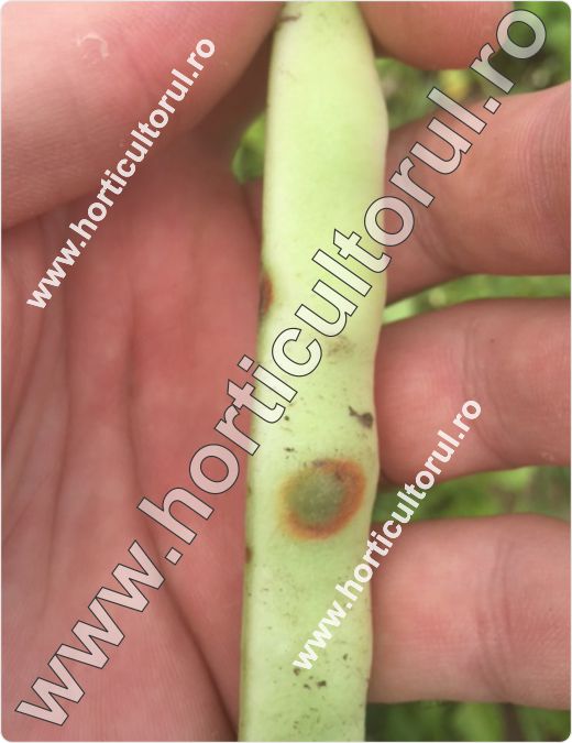 Arsura bacteriana a fasolei (Xanthomonas campestris pv. phaseoli)