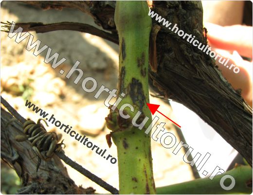Excorioza vitei de vie-Phomopsis viticola