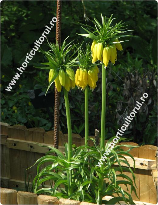 Coroana imperiala a Pastelui-Fritillaria imperialis-Coroana imperiala