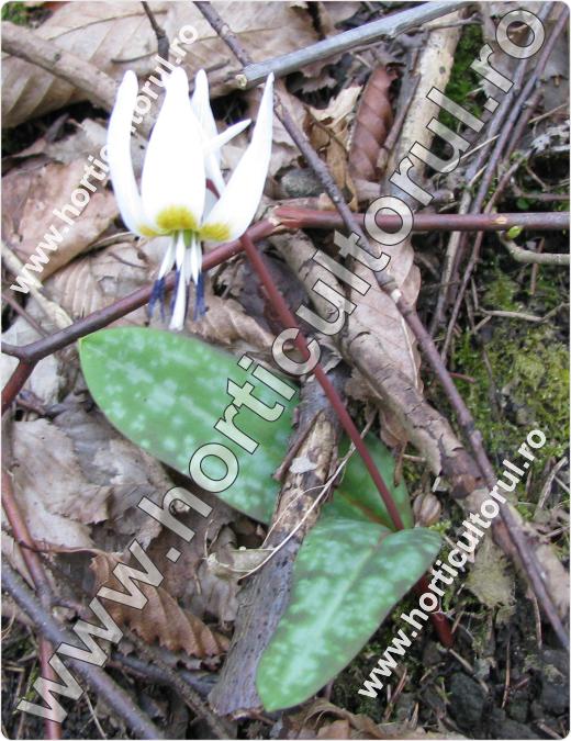 Maseaua ciutei-Erythronium dens-canis_cocoral