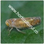 Cicada flavescentei aurii-Scaphoideus titanus