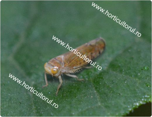 Cicada flavescentei aurii (Scaphoideus titanus)