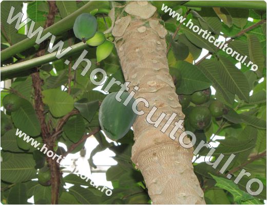 Pepene de copac (Carica papaya)