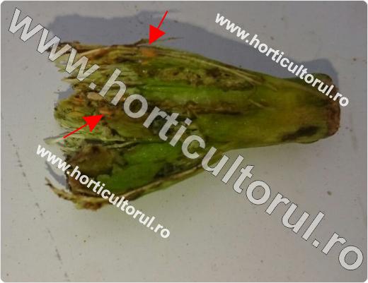 Tantarul-Musculita tomatelor-Lasioptera