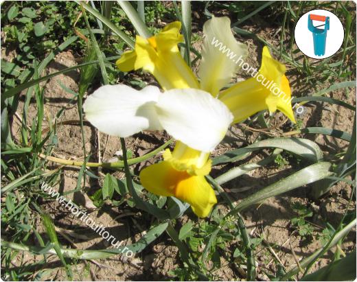 Plantarea bulbilor – rizomilor de Iris primavara