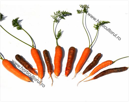 Cultivarea morcovului violet-mov-2