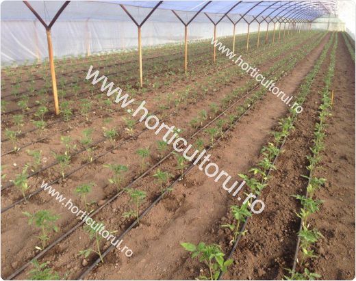 Plantarea tomatelor ciclu 1 primavara in solar