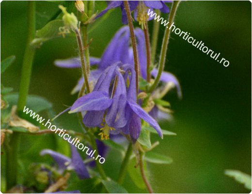 Caldarusa-Aguilegia vulgaris-2