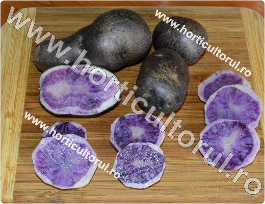 Cartoful mov-violet (Solanum tuberosum var. Vitelotte)