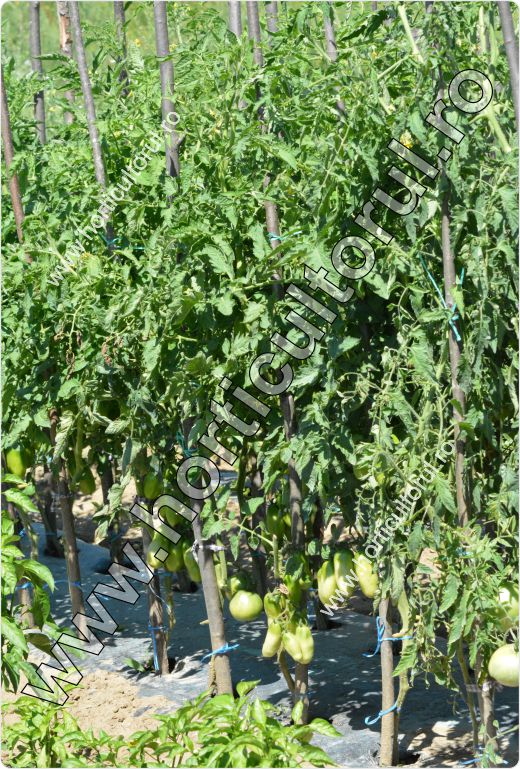 Palisarea tomatelor-rosiilor in gradina-camp-2