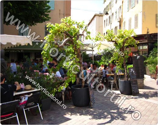 Cultivarea vitei de vie in ghivece pe terase & balcoane