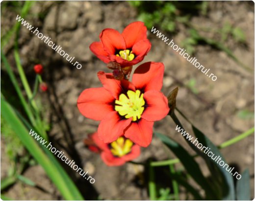 Floarea Arlechin (Sparaxis tricolor)