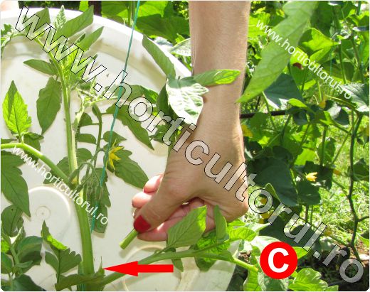 Copilirea Tomatelor-Rosiilor in Gradina & Solar
