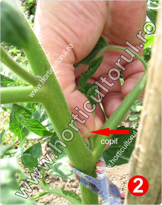 Copilirea Tomatelor-Rosiilor in Gradina & Solar
