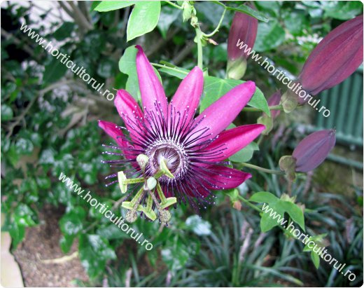  Floarea pasiunii Purpurie (Passiflora pura)