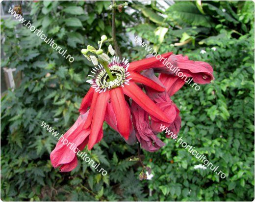 Floarea pasiunii rosie (Passiflora racemosa)