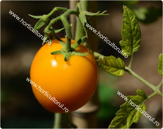 Tomatele - Rosiile Galbene-1