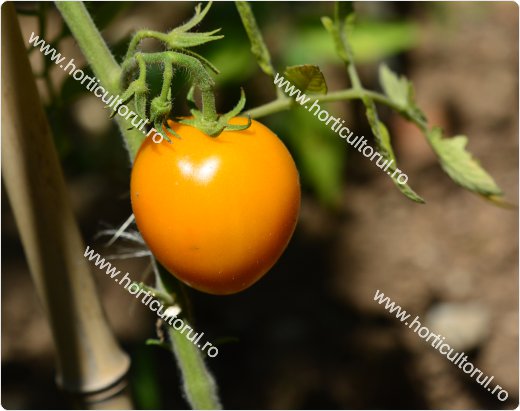 Tomatele - Rosiile Galbene-1