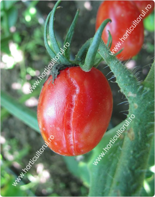 Craparea Tomatelor ‘Rosiilor’ 