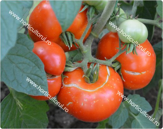Craparea Tomatelor ‘Rosiilor’ 