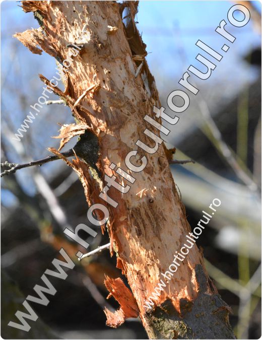 Cariul scoartei pomilor (Scolytus rugulosus)