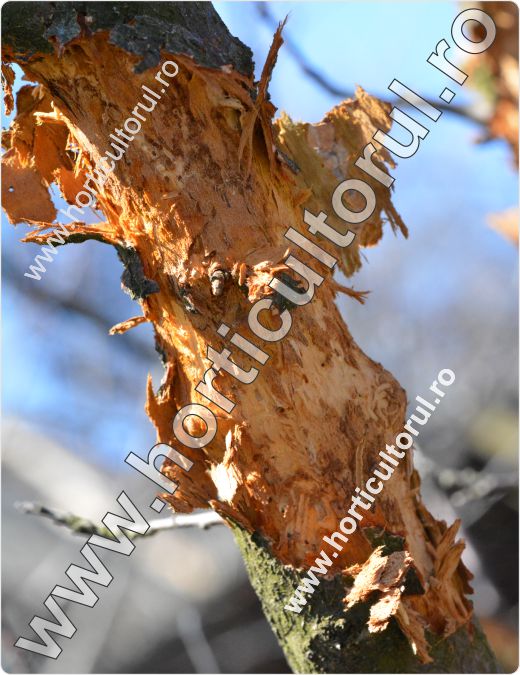 Cariul scoartei pomilor (Scolytus rugulosus)