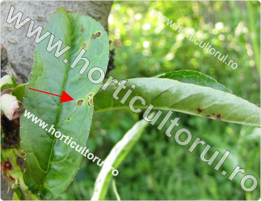 Ciuruirea bacteriana a frunzelor de piersic