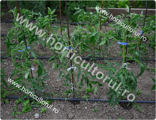 Cultivarea tomatelor-rosiilor in gradina