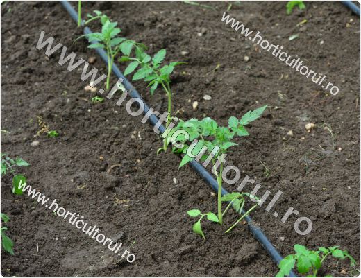 Cultivarea tomatelor-rosiilor in gradina