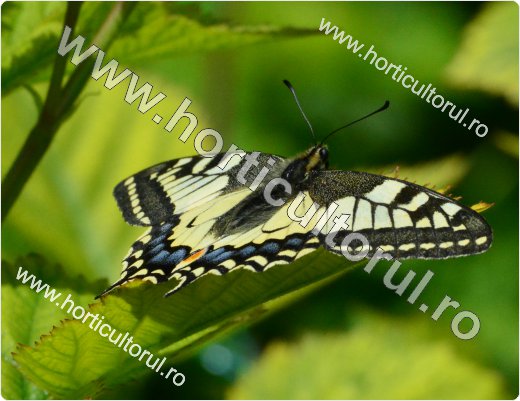 Fluturele coada de randunica (Papilio machaon)