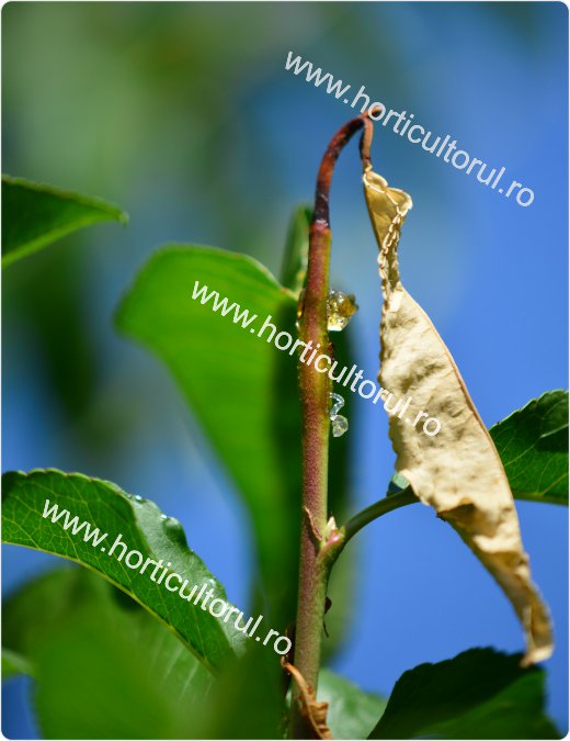 Molia vargata a piersicului (Anarsia lineatella)