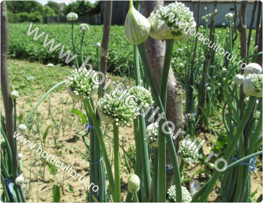 Producerea semintelor de ceapa-plantat bulbi