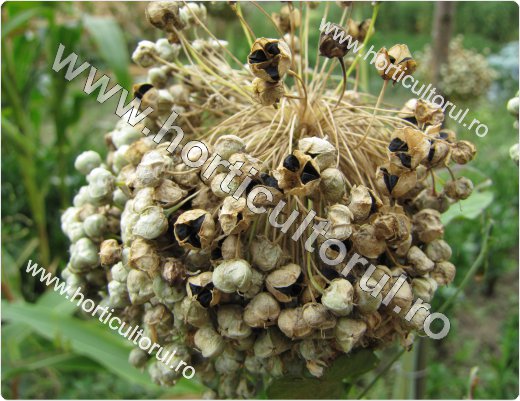 Producerea semintelor de ceapa-plantat bulbi