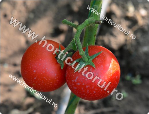 Fig. 1 Secrete pentru coacerea fructelor de tomate