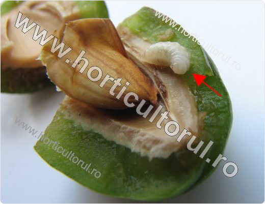 Viespea semintelor de prun (Eurytoma schreineri)