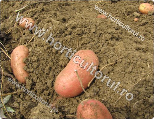 Recoltarea si pastrarea cartofilor | Horticultorul.ro