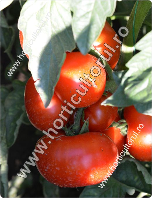 Tomatele-Rosiile MARMANDE_1