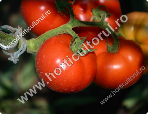 Tomatele Sandoline F1 (Solanum lycopersicum "Sandoline F1")